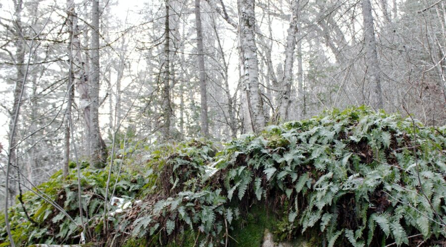 Comment Fabriquer Vos Propres Meubles en Bois
