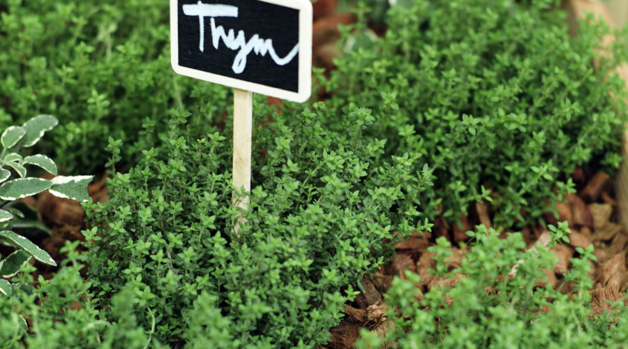 Créer un jardin vertical d&rsquo;herbes aromatiques en pots